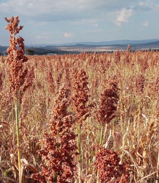 Sorghum Transformation Agenda in the Eastern Cape Province, South Africa